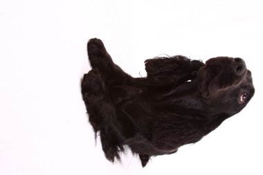 İngiliz cocker spaniel