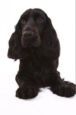 İngiliz cocker spaniel