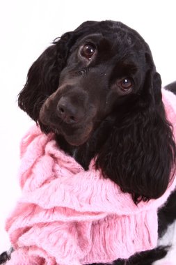 İngiliz cocker spaniel