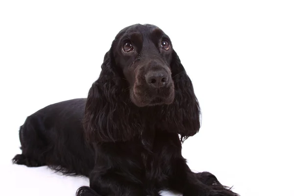 stock image English Cocker Spaniel