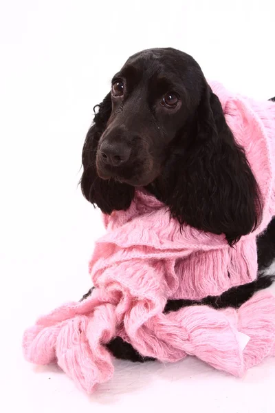 stock image English Cocker Spaniel