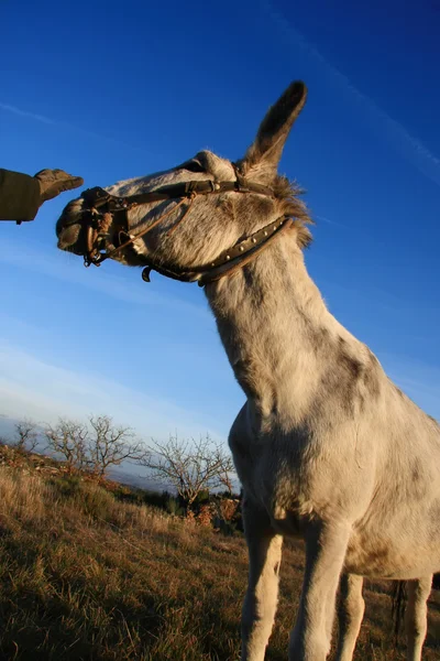 stock image Donkey