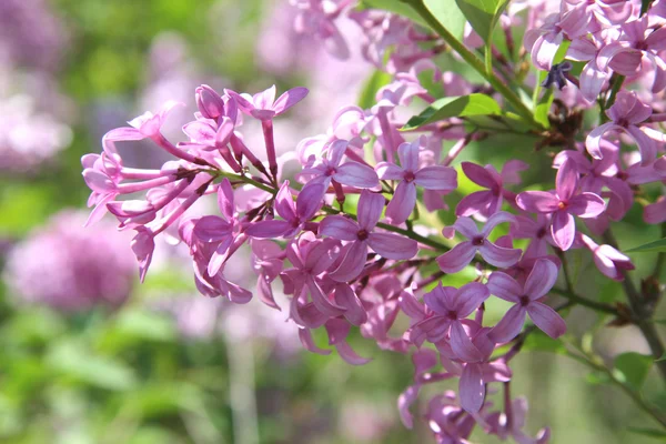 stock image Beautiful Purple Lilac Blossoms