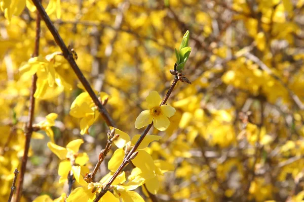 Ljusa Forsythia blommor under våren — Stockfoto