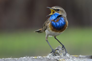 Bluethroat (Luscinia svecica)