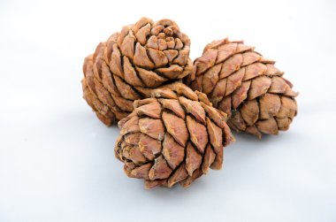 Cedar-cone clipart