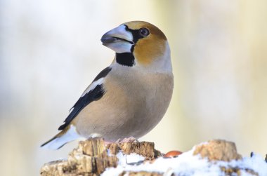 birdfeeder üzerinde tünemiş kocabaş