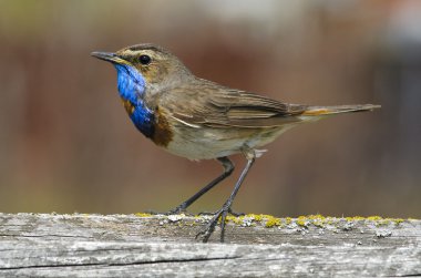 Bluethroat (Luscinia svecica)