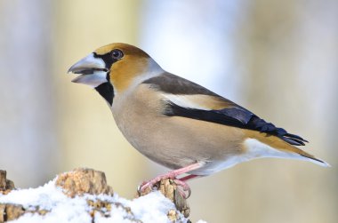 birdfeeder üzerinde tünemiş kocabaş