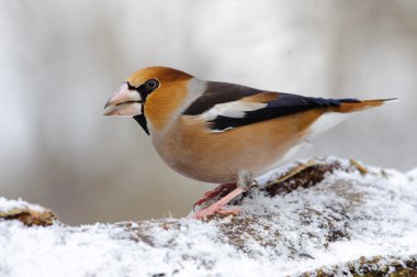 birdfeeder üzerinde tünemiş kocabaş