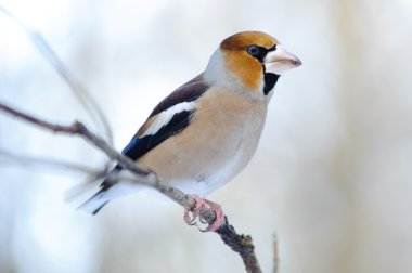 birdfeeder üzerinde tünemiş kocabaş