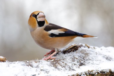 birdfeeder üzerinde tünemiş kocabaş