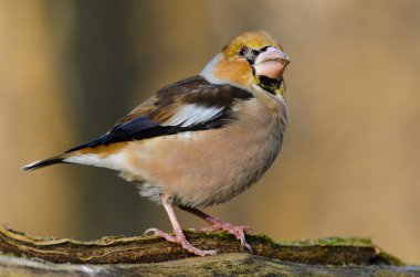 birdfeeder üzerinde tünemiş kocabaş