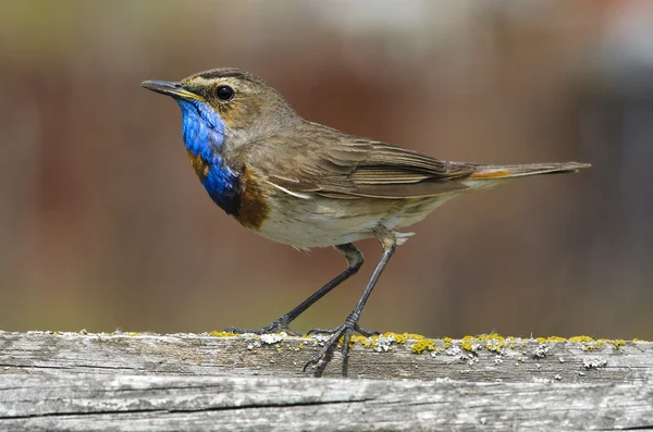 stock image Bluethroat (luscinia Svecica)