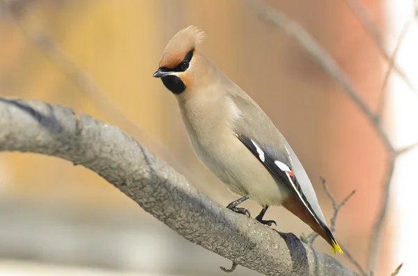 stock image Bombycilla Garrulus