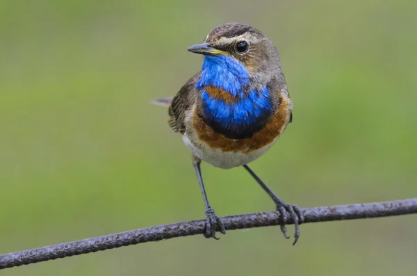 stock image Bluethroat (luscinia Svecica)