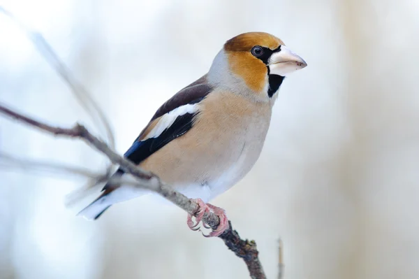 stock image Grosbeak Perched On A Birdfeeder