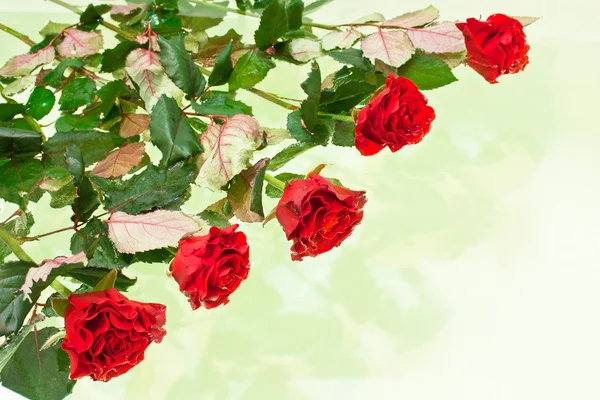 Red roses on surface of the water — Stock Photo, Image