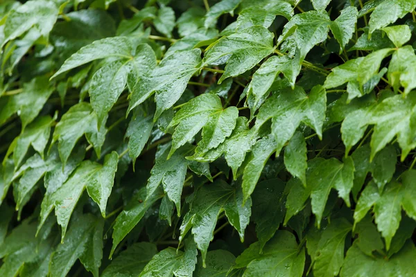 stock image Wild grape leafs