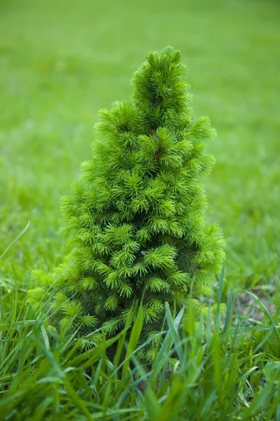 Pequena árvore de Natal Fotografias De Stock Royalty-Free