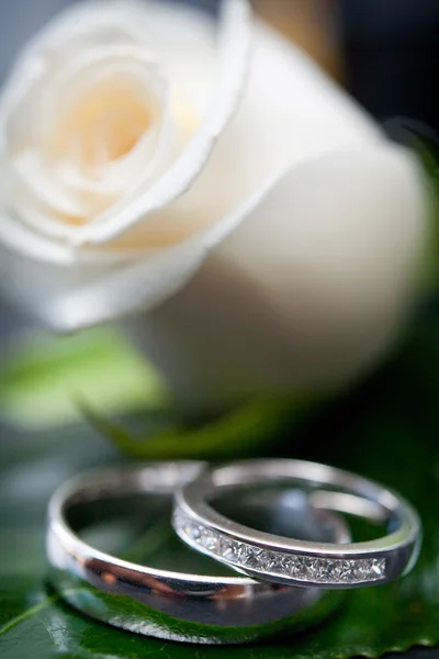Zwei Eheringe und weiße Rose im Hintergrund — Stockfoto