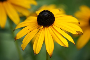 Rudbeckia (lat. Rudbéckia)