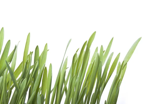 stock image Blades of grass