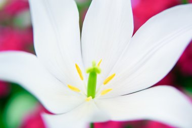 Beyaz Zambak Close-Up