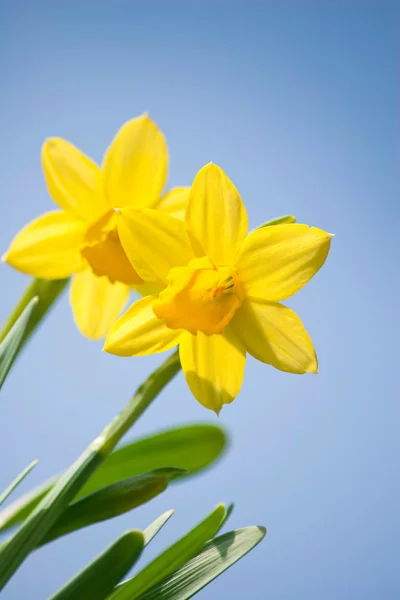 Påsklilja flowersdaffodil flowersdarffodil blommor — Stockfoto
