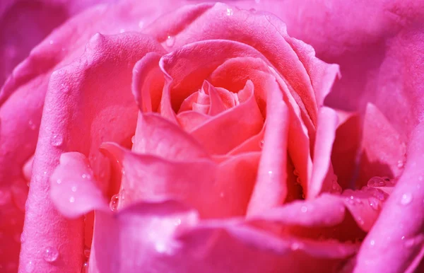 Rosa rosa con gocce d'acqua — Foto Stock