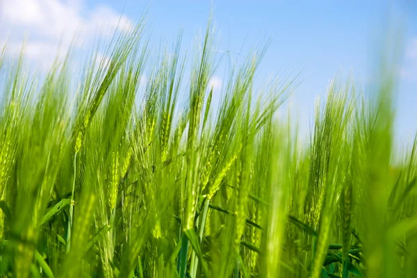 Зеленое пшеничное поле Стоковое Изображение