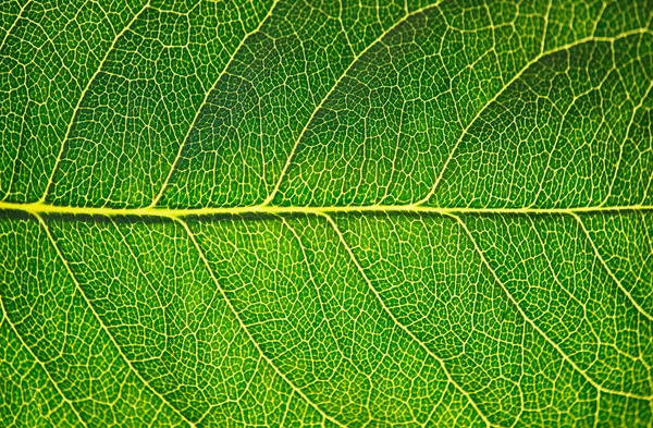 stock image Green leaf