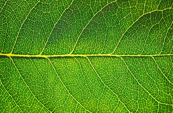 Zöld leveles Stock Fotó