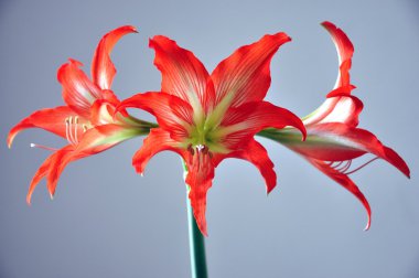 Hippeastrum