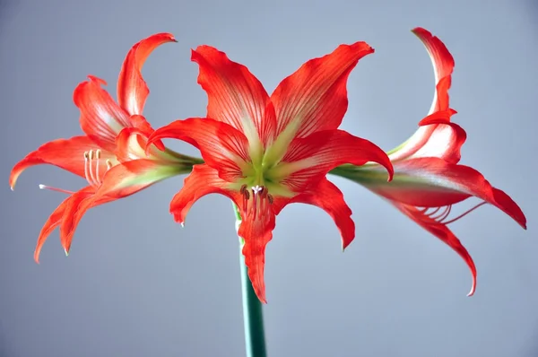 stock image Hippeastrum