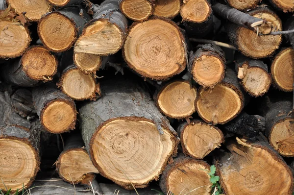 Pilha de madeira — Fotografia de Stock