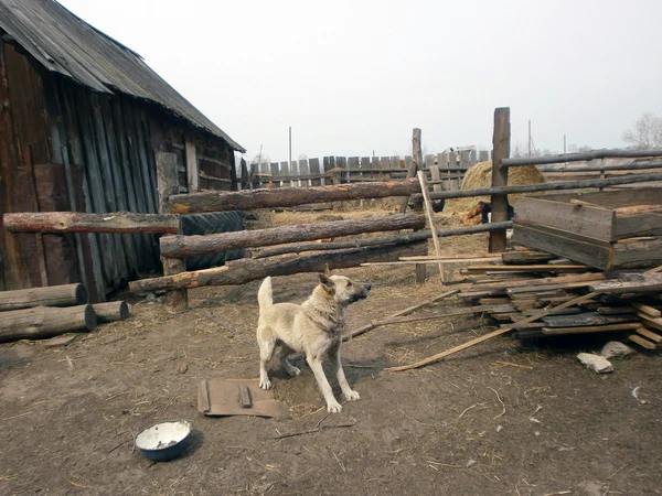 A dog on a chain.