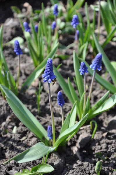 Spring blue primroses. — Stock Photo, Image