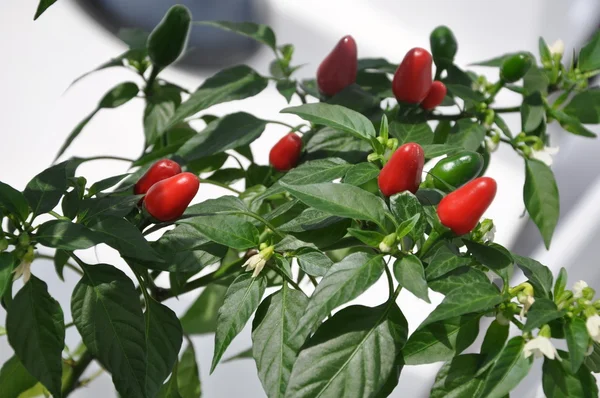 stock image Red and green peppers.