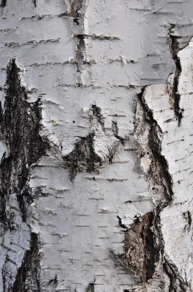 The texture of birch bark. — Stock Photo, Image