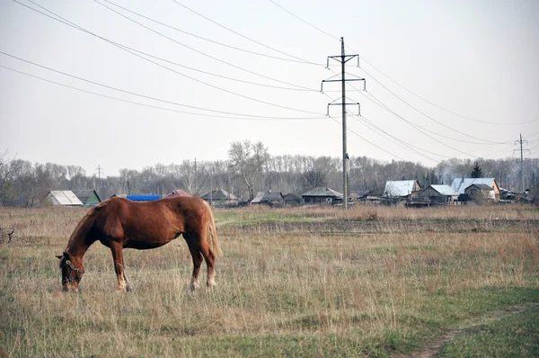 Ein Pferd, das auf einer Wiese weidet. — Stockfoto