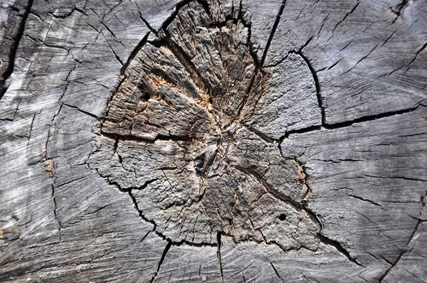 A textura dos troncos de corte . — Fotografia de Stock