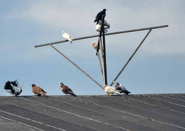 Pombos no telhado. — Fotografia de Stock