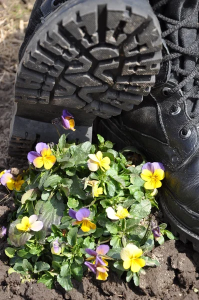 Armeijan nilkkurit ja kukat . — kuvapankkivalokuva