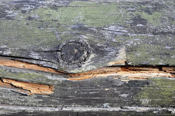 La textura de un árbol viejo. —  Fotos de Stock