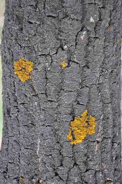 La textura de la corteza del árbol . — Foto de Stock