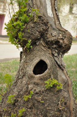 A hollow in the tree. clipart