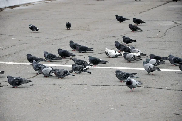 Pigeons on the pavement in the wind. — Stock Photo, Image
