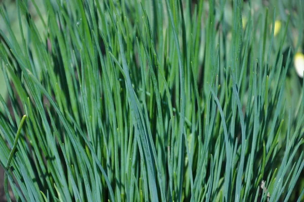 Зеленая трава. — стоковое фото
