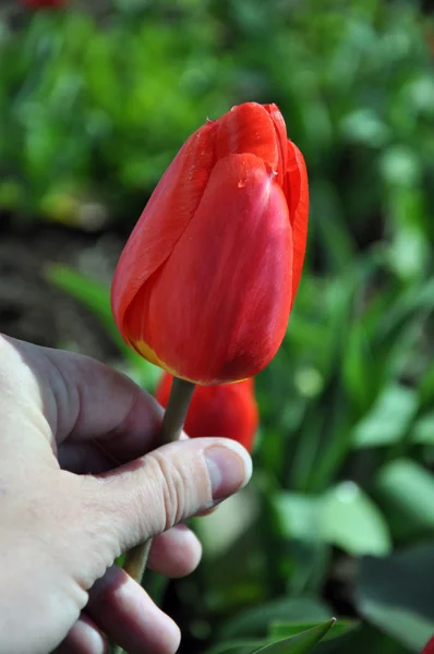 Red tulip in his hand. — Stock Photo, Image